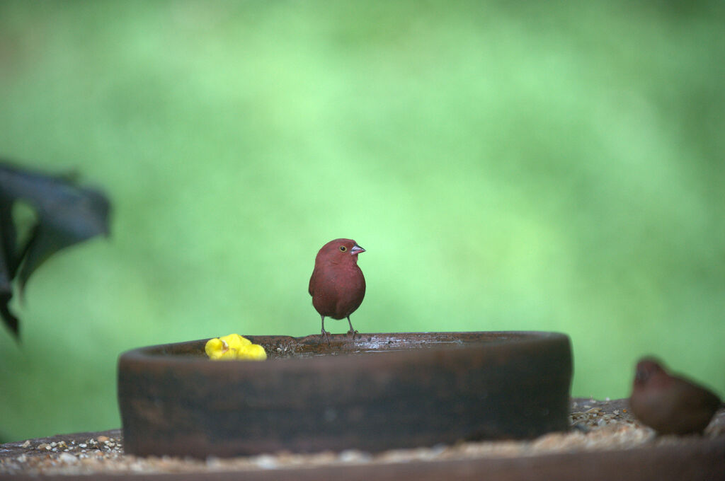 Red-billed Firefinch