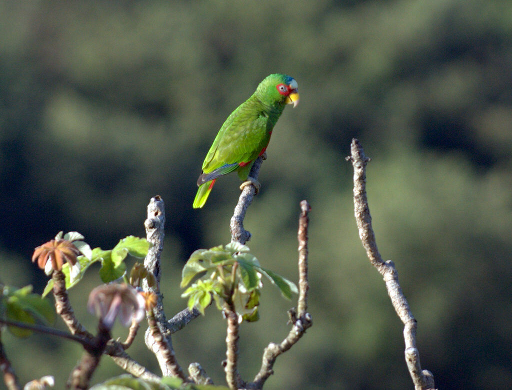 White-fronted Amazon