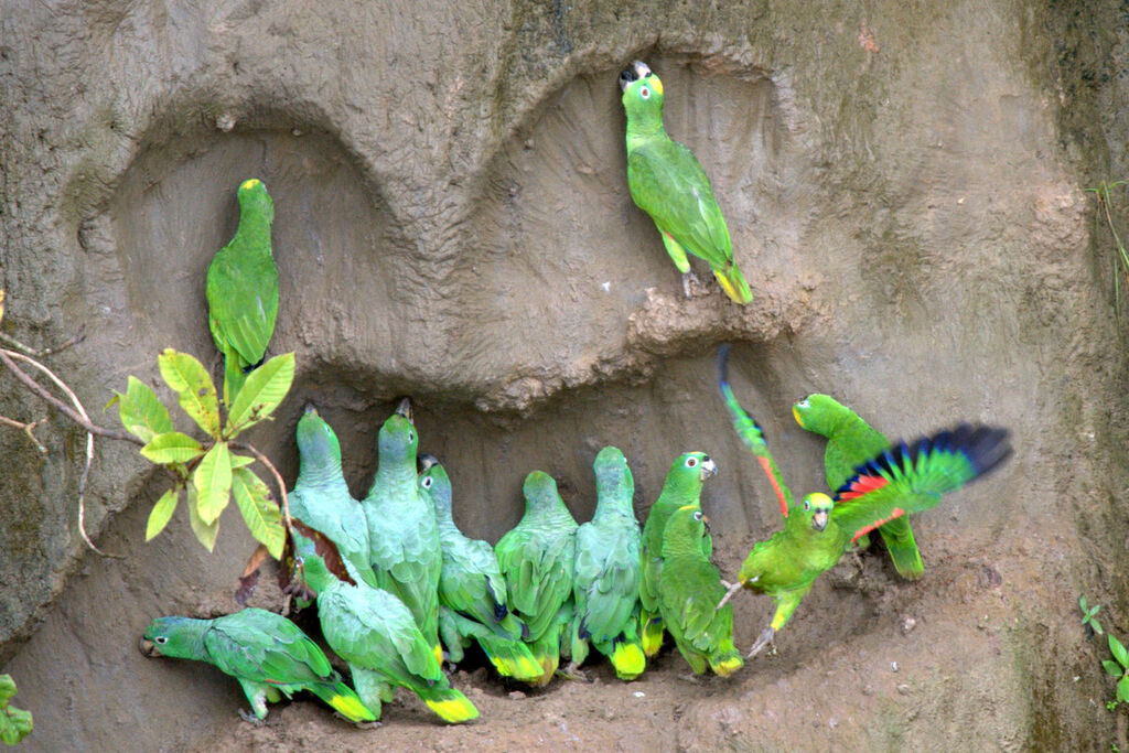 Yellow-crowned Amazon