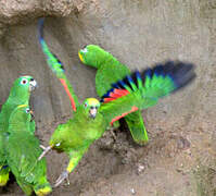 Yellow-crowned Amazon