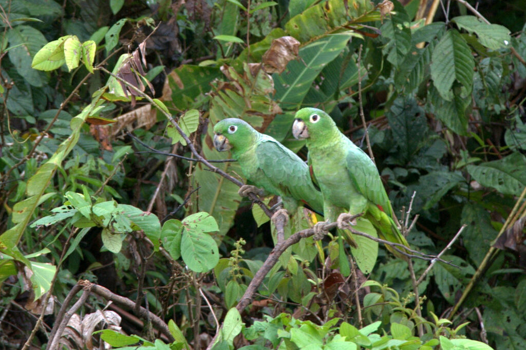 Southern Mealy Amazon