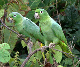 Amazone poudrée