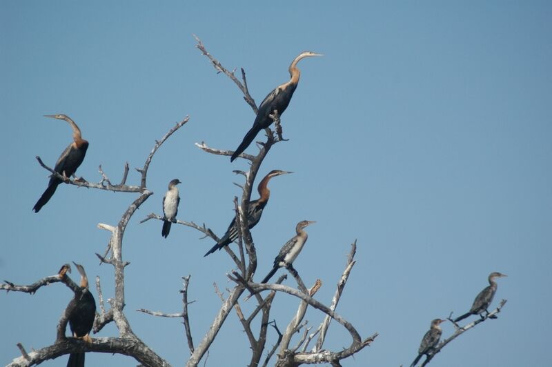 African Darter