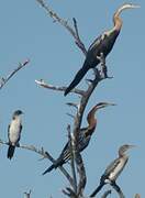 African Darter