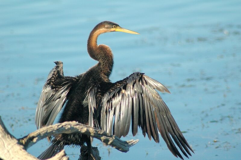 African Darter