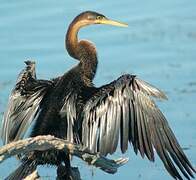 African Darter