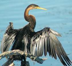 Anhinga d'Afrique