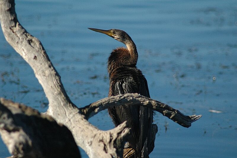 African Darter