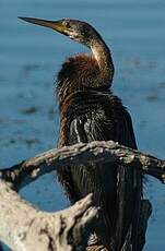 Anhinga d'Afrique