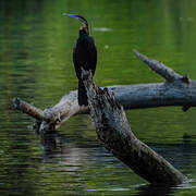 African Darter