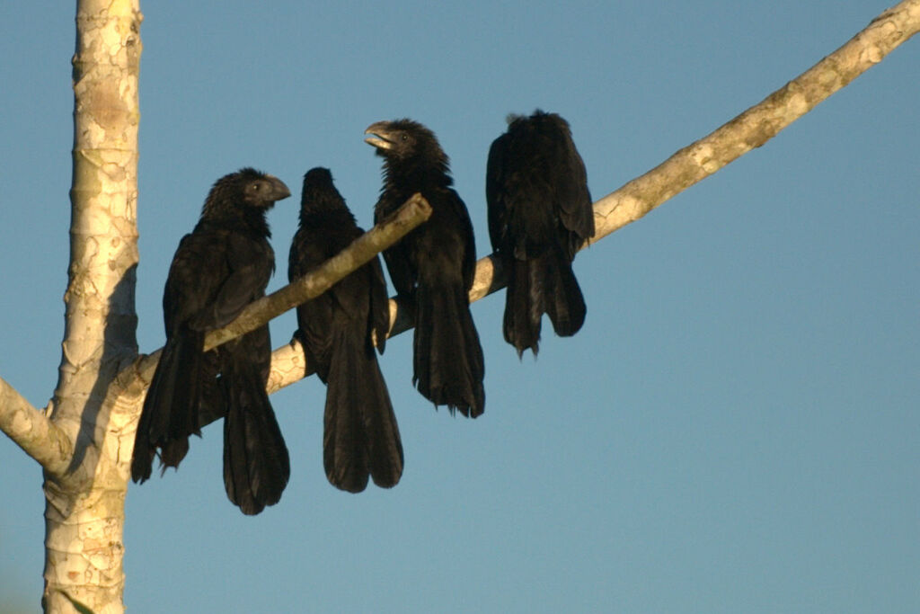 Groove-billed Ani