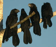 Groove-billed Ani