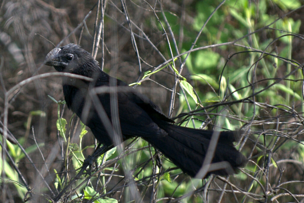 Groove-billed Ani