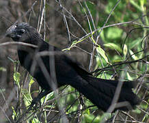 Groove-billed Ani