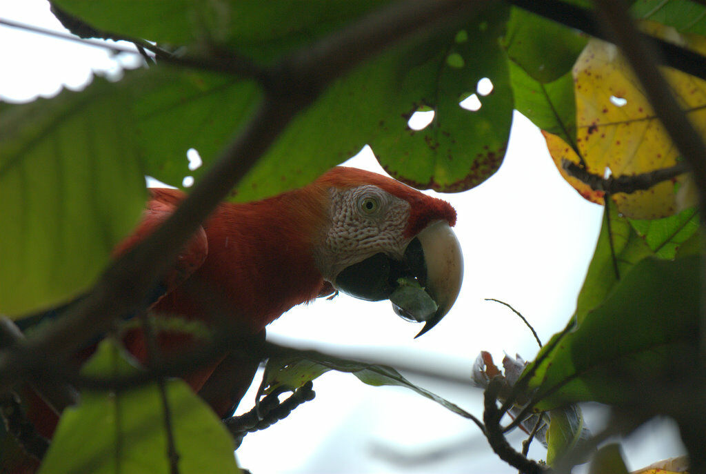 Scarlet Macaw