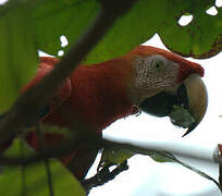 Scarlet Macaw