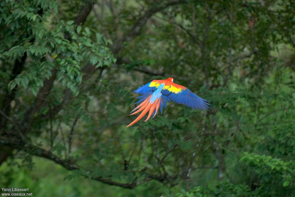 Scarlet Macawadult, pigmentation, Flight