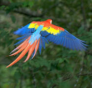 Scarlet Macaw