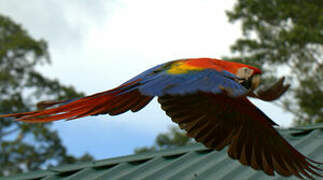 Scarlet Macaw