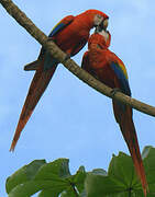 Scarlet Macaw