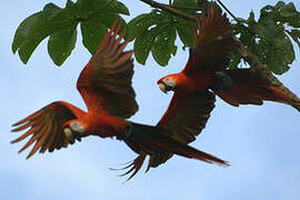 Scarlet Macaw