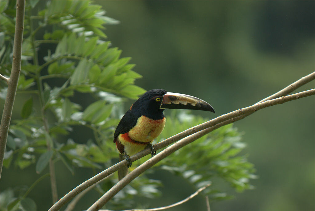 Araçari à collier