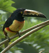 Collared Aracari