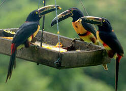 Collared Aracari