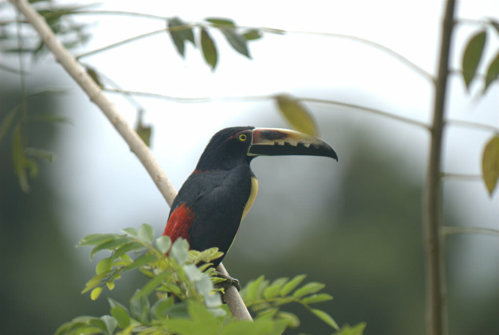 Araçari à collier