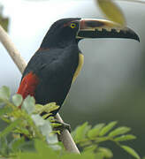 Collared Aracari