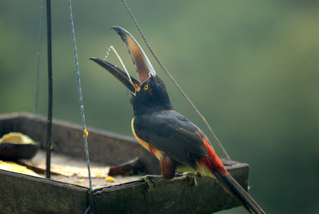 Araçari à collier