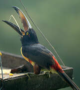 Collared Aracari