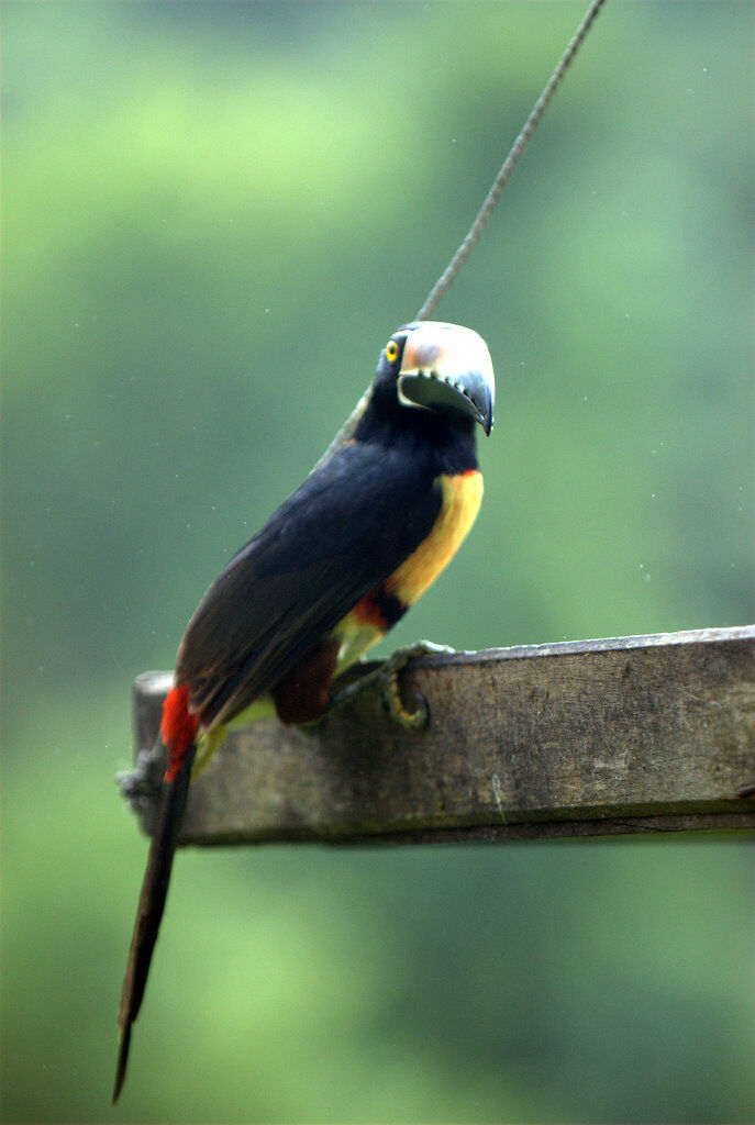 Collared Aracari