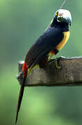 Collared Aracari