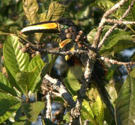 Many-banded Aracari