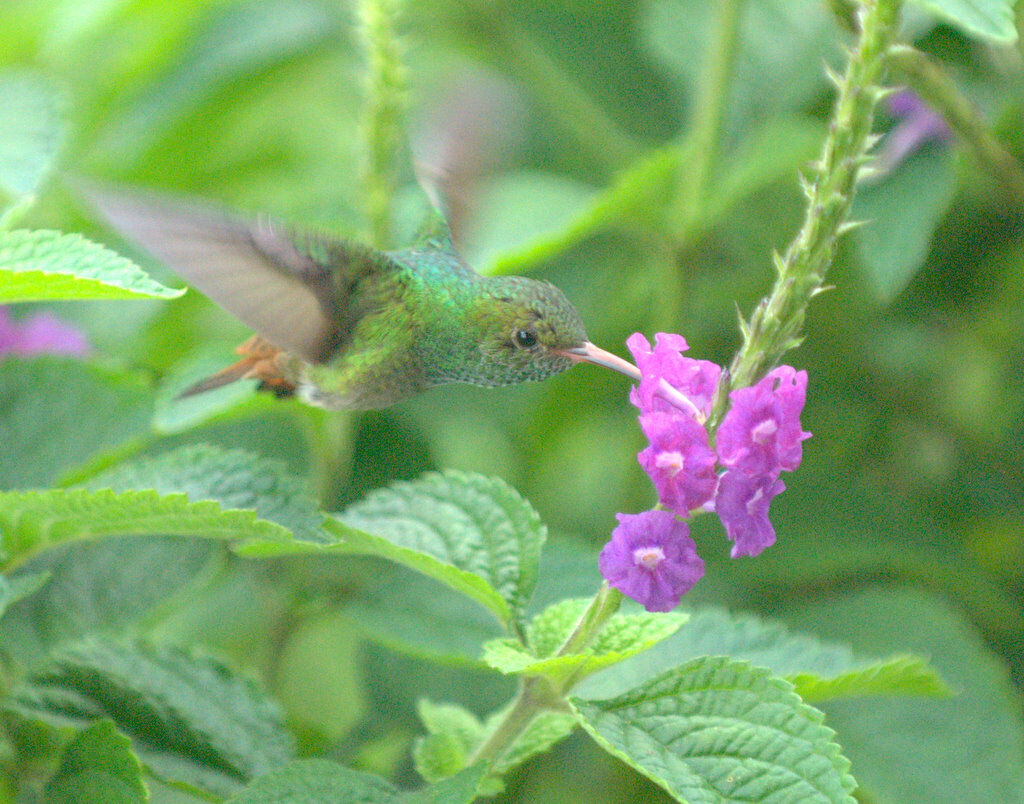 Rufous-tailed Hummingbird