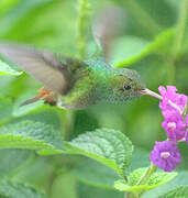 Rufous-tailed Hummingbird