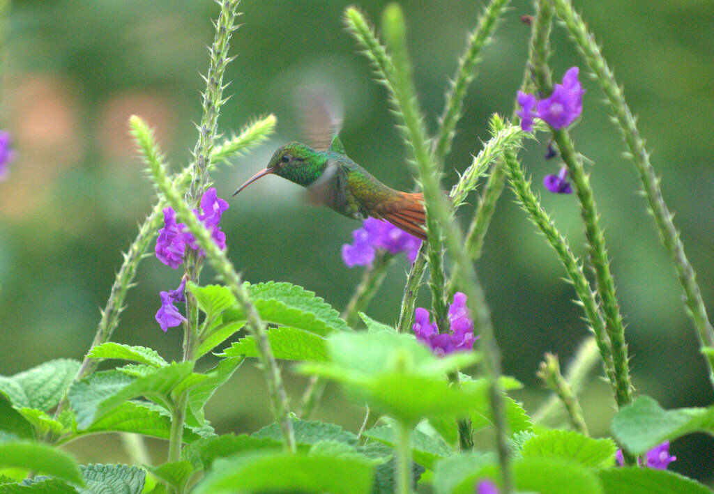 Rufous-tailed Hummingbird