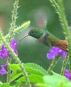 Rufous-tailed Hummingbird