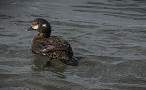 Harlequin Duck