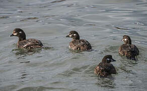 Harlequin Duck