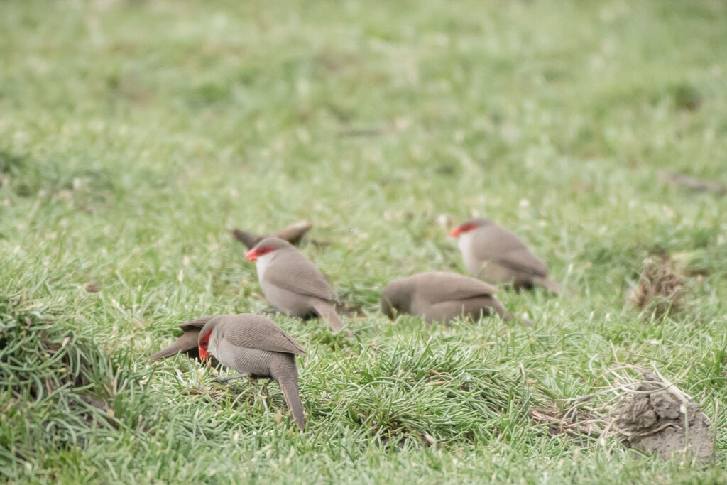 Common Waxbill