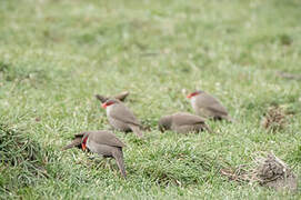 Common Waxbill