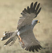 Eastern Chanting Goshawk