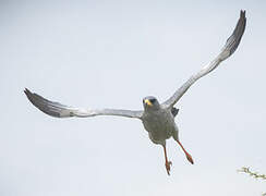 Eastern Chanting Goshawk