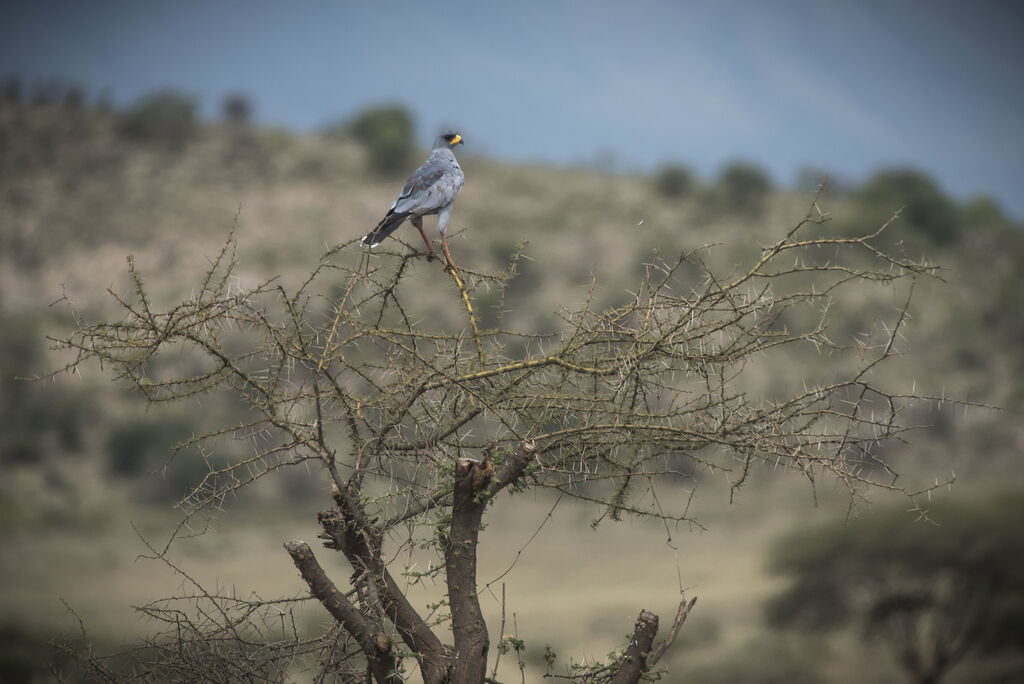 Autour à ailes grises