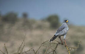 Eastern Chanting Goshawk