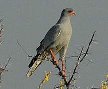 Pale Chanting Goshawk