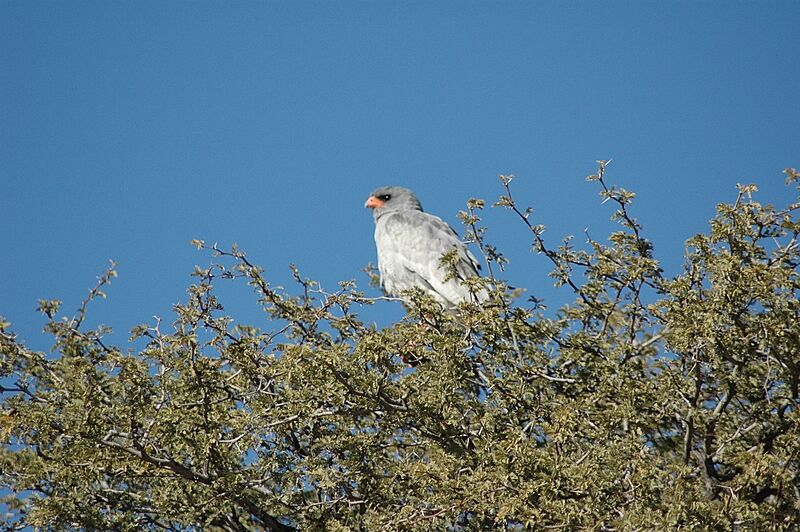 Pale Chanting Goshawk