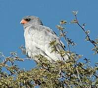 Pale Chanting Goshawk